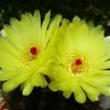 Notocactus _ottonis _13